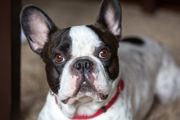 French bulldog lying on the carpet