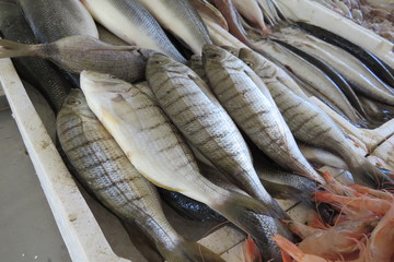 Exotic sea fish from Adriatic sea