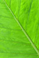 Green leaf of tropical tree