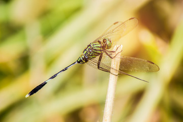 Dragonfly sitting on a blade of grass under the summer sunlight. Selective focus.
