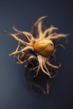 Hazelnut with opened shell
