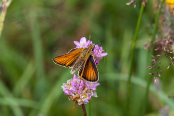 Rostfarbener Dickkopffalter