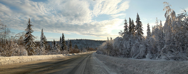 Winter panorama of the road along which grow fir trees