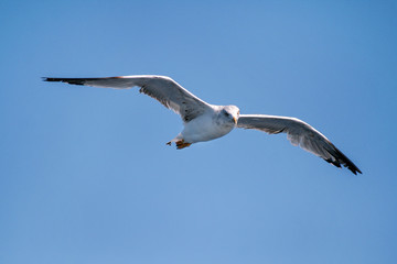 Bird seagull flying in the sky over the sea