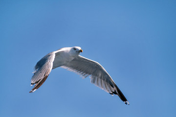 Bird seagull flying in the sky over the sea