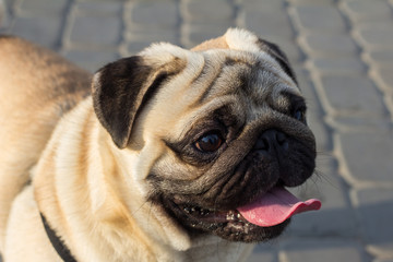 Closeup portrait of mops dog showing tongue at the asphalt 