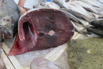 Tuna (Thunfisch, tunny)