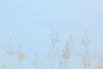 Obraz premium Grass flowers waving in the wind against blue skies, blurred background, vintage tone.