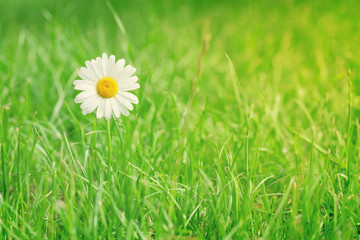 Chamomile flower on grass field