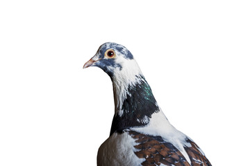 bird sacred in Islam on white background