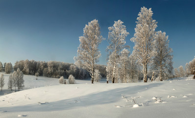 Thin birches on the snowy surface on the background of hoary forest