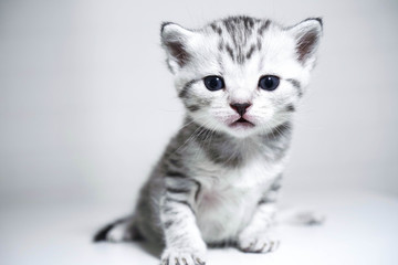 Fototapeta na wymiar Kitten striped baby with a silver color. elegant kitten