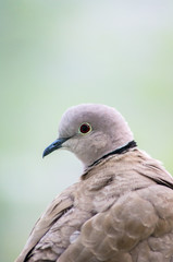 collared dove