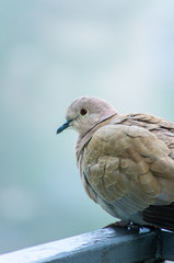 collared dove