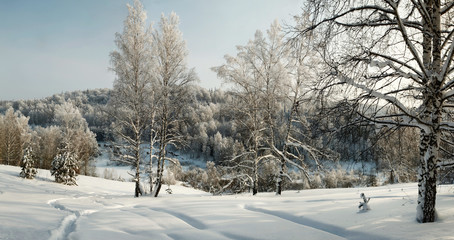 Fototapeta na wymiar Winter woodland panorama with bare trees in hoar