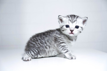 baby kitten with beautiful silver color on a white background