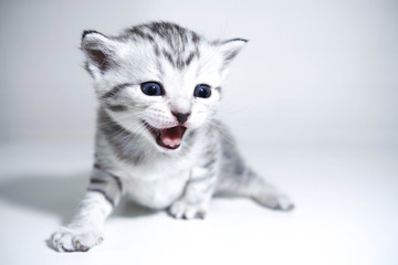 Fototapeta na wymiar Kitten striped baby with a silver color. elegant kitten