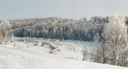 Winter woodland panorama with bare trees in hoar