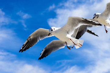 Seagulls flying