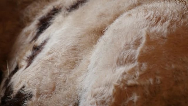 Cattle in the barn resting and chewing cud 3840X2160 UltraHD footage - Cow animal break down  cellulose of plant matter 2160p 30fps UHD video