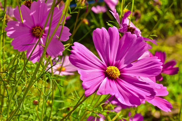 Fototapeta premium Close up beautiful cosmos in the garden, cosmos flower in a bright sky day