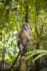 Ritratto di un macaco