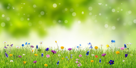 Spring Background with Wild Flowers