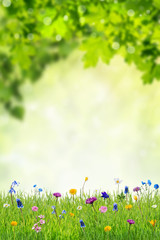 Spring Background with Wild Flowers