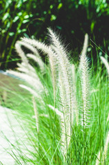 white feather grass in the park on the morning.