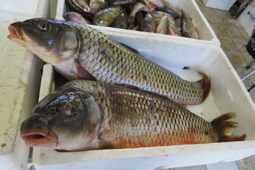 Fresh fish (carp)