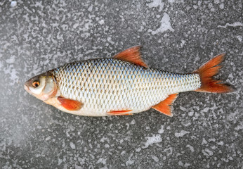 Recently caught fish lying on cold ice.