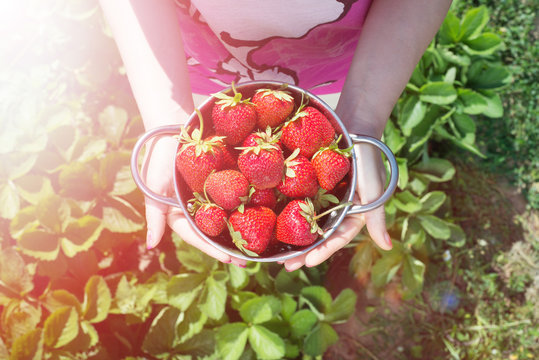 The hand of a young woman are holding the pan with fresh strawberries under strawreries plants. top view