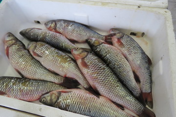 Roach (dace, Rotauge, Rotfeder)