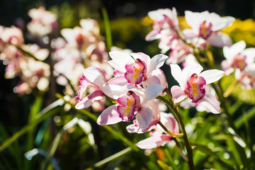 vibrant orchid flower in garden