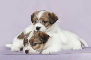 Cachorros de Jack Russell