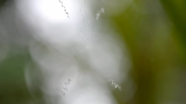 Cobweb in nature for background