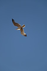 Alone Bird On Sky