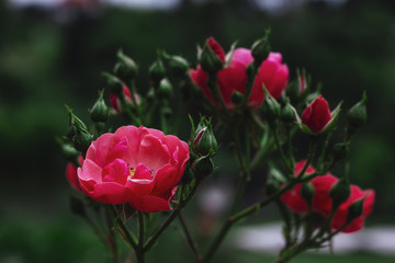 Isolated beautiful pink garden flower. Abstract background. Space in background for copy, text, your words.