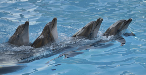 Obraz premium Chain of dolphins in delphinarium