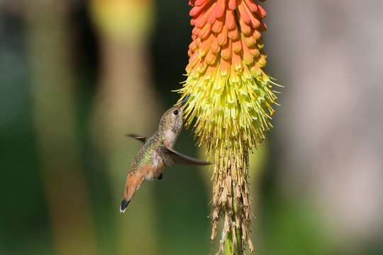 Hummingbird nectaring on red hot poker flower