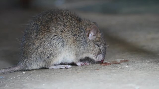 Rat being dying after eating Rat poison. It cough up blood.