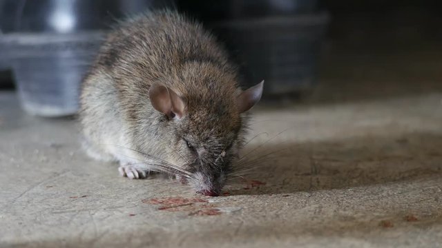 Rat being dying after eating Rat poison. It cough up blood.