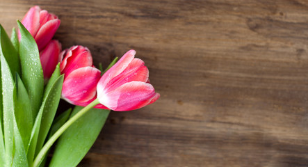 Pink tulips on a wooden background with water drops on stems and flowers
