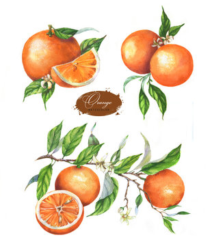 Hand drawn watercolor illustration set of oranges on branch, leaves, blossom and slice on the white background