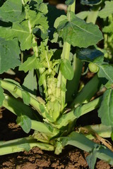 colza : &agrave; la reprise de v&eacute;g&eacute;tation les boutons sont form&eacute;s