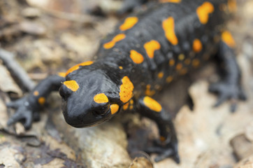Fire salamander on the ground in forest closeup