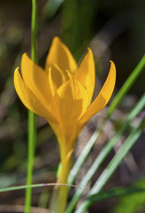 Obraz premium Beautiful yellow crocus closeup