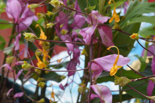 Yellow globba flowers blooming