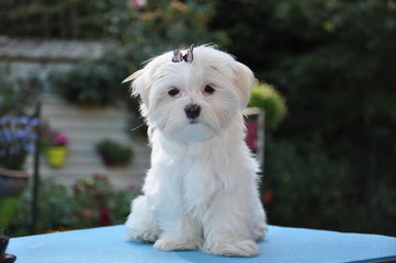 Bichon Maltais chiot en toilettage 