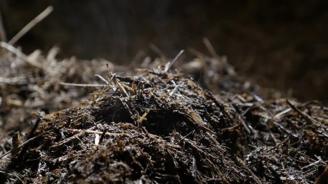 Mixture of organic animal feces and bedding straw 4K 2160p 30fps UltraHD footage